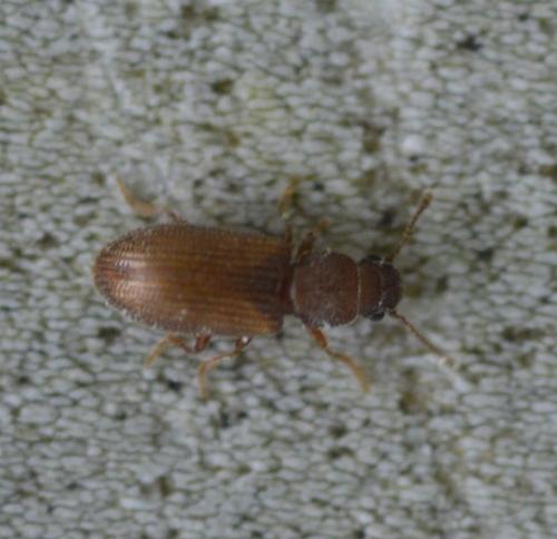 Berginus tamarisci